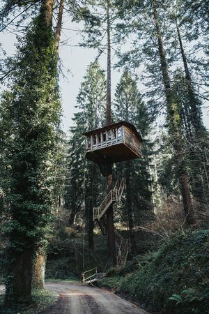 Deep forest with tall trees and tree houseの写真素材