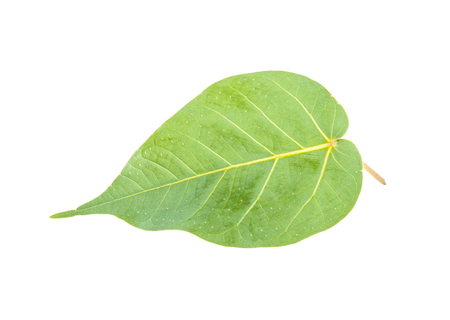 Bo leaves heart-shaped leaves are long end. on white backgroundの写真素材