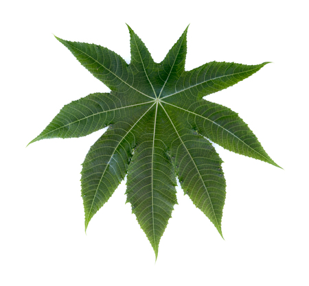 Medicinal Castor Leaves over white backgroundの写真素材
