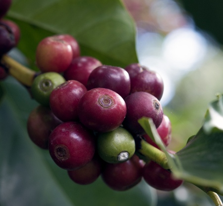 Coffee beans on trees close upの写真素材