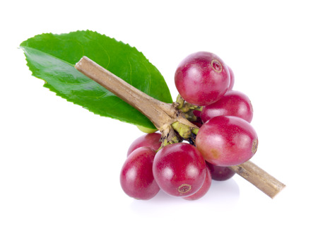 Red coffee beans on a branch of coffee tree, ripe and unripe berries isolated on white backgroundの写真素材
