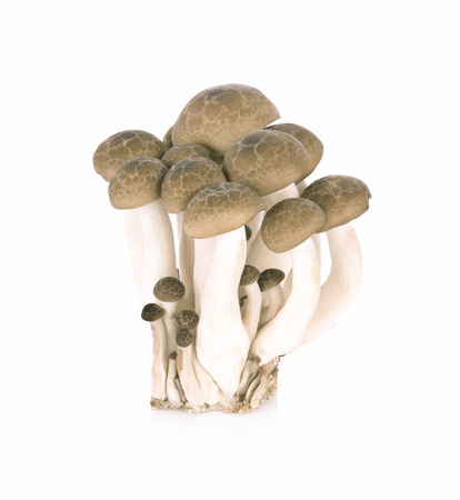 shimeji mushrooms brown varieties isolated on white backgroundの写真素材