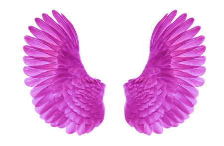 wing angleの写真素材