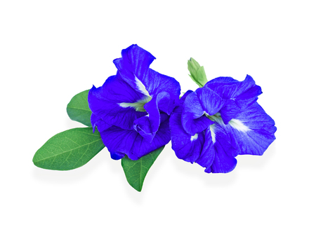 Blue pea butterfly pea close up on whiteの写真素材
