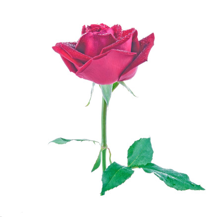 red rose on white backgroundの写真素材