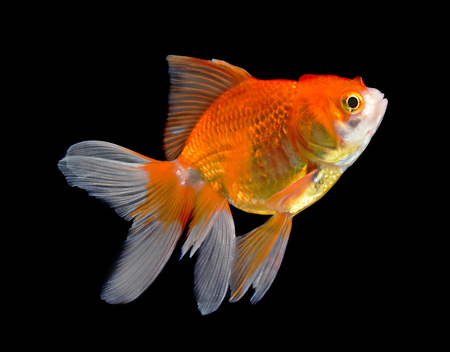 gold fish isolated on black backgroundの写真素材