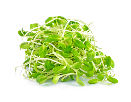 green young sunflower sprouts isolated on white backgroundの写真素材
