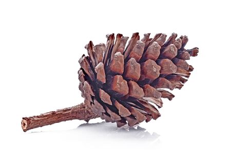 Pine cone isolated on white backgroundの写真素材