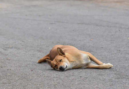 stray dog sleep on the concrete aloneの写真素材