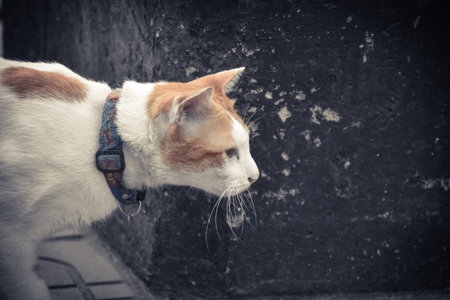 The cat is staring at something.