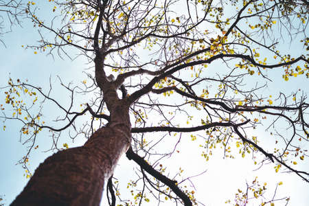 Look up view of tree and branches,blue skyの写真素材