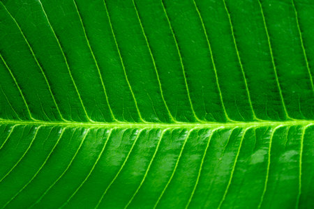 Fresh green leaf background close-up view,horizontal green leaf and spot focused.