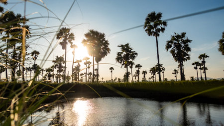 Sugar palm tree and rice filed background. Sugar palm tree in sunset background.の写真素材