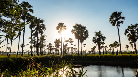 Sugar palm tree and rice filed background. Sugar palm tree in sunset background.の写真素材