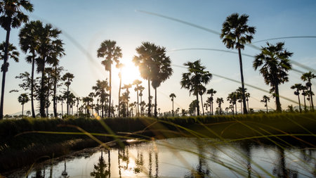 Sugar palm tree and rice filed background. Sugar palm tree in sunset background.の写真素材