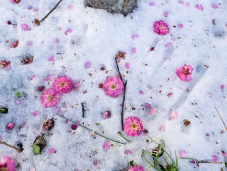 Pink flowers fluttered to the snow ground in winter.の写真素材