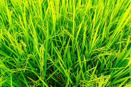 Ripening rice fieldの写真素材