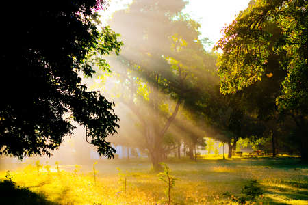 Sunrise In Forest Landscape. Sun Sunshine With Natural Sunlight And Sun Rays Through Woods Trees In Summer Forest. Beautiful Scenic View. Natural Real Lens Flare Effectの写真素材