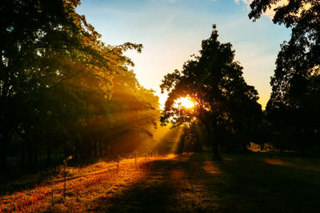 Sunrise In Forest Landscape. Sun Sunshine With Natural Sunlight And Sun Rays Through Woods Trees In Summer Forest. Beautiful Scenic View. Natural Real Lens Flare Effectの写真素材