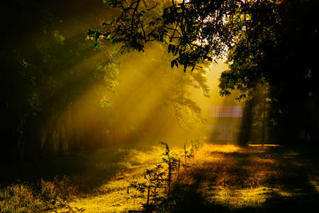 Sunrise In Forest Landscape. Sun Sunshine With Natural Sunlight And Sun Rays Through Woods Trees In Summer Forest. Beautiful Scenic View. Natural Real Lens Flare Effectの写真素材