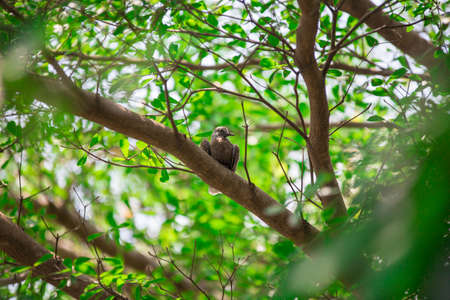 Pigeon on the treeの写真素材