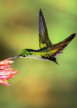 The smallest hummingbird bird in the wildの写真素材
