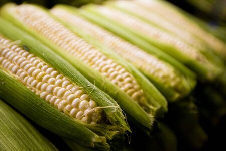 corn rocked white leaf vegetableの写真素材