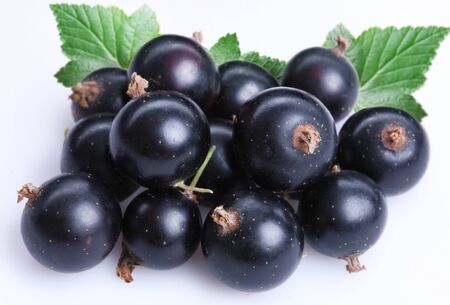currant fruit on a white backgroundの写真素材