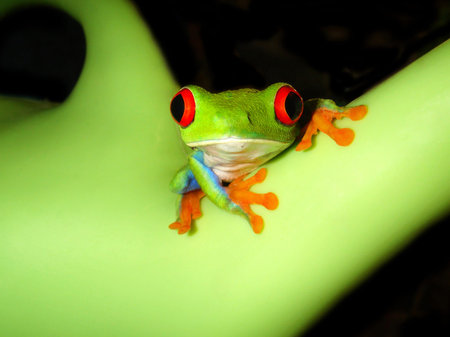 Frog green amphibian red eyes green background .の写真素材