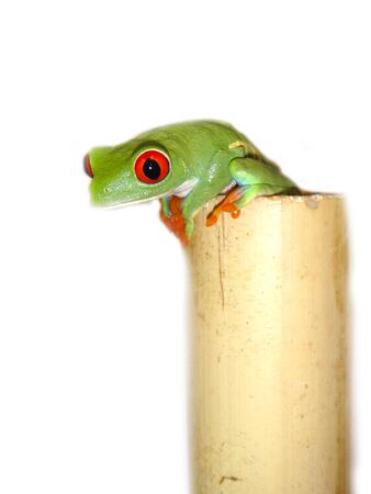 Frog green amphibian red eyes white background .の写真素材
