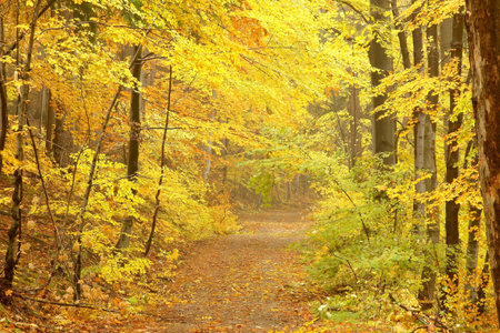 Forest trees yellow leaves the trail of autumn nature .