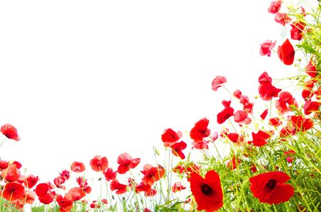 Poppies red plant flowers on a white background .の写真素材