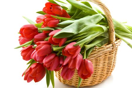 Tulips red bouquet flowers basket buds white background .の写真素材