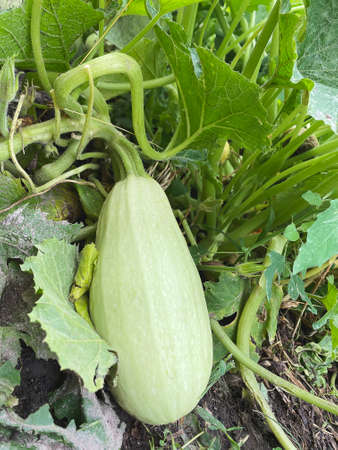 Good harvest of vegetables and fruits on the farm.の写真素材