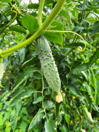 Good harvest of vegetables and fruits on the farm.の写真素材