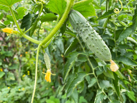 Good harvest of vegetables and fruits on the farm.の写真素材