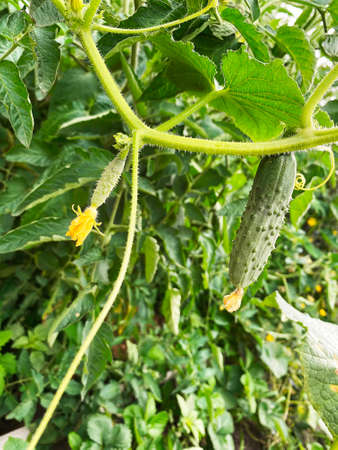 Good harvest of vegetables and fruits on the farm.の写真素材