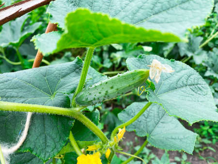 Good harvest of vegetables and fruits on the farm.の写真素材