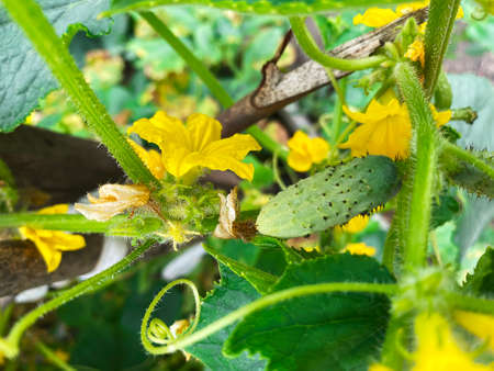 Good harvest of vegetables and fruits on the farm.の写真素材