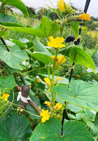 Good harvest of vegetables and fruits on the farm.の写真素材