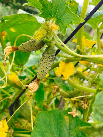 Good harvest of vegetables and fruits on the farm.の写真素材
