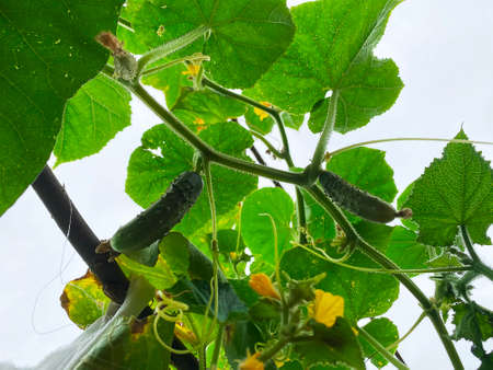 Good harvest of vegetables and fruits on the farm.の写真素材
