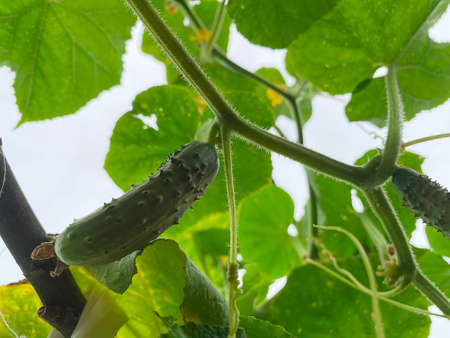 Good harvest of vegetables and fruits on the farm.の写真素材