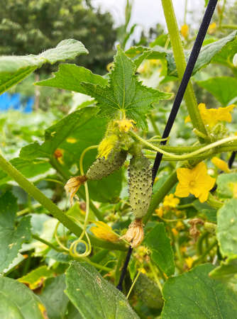 Good harvest of vegetables and fruits on the farm.の写真素材