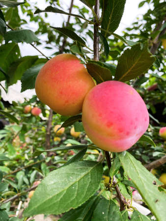 Good harvest of vegetables and fruits on the farm.の写真素材