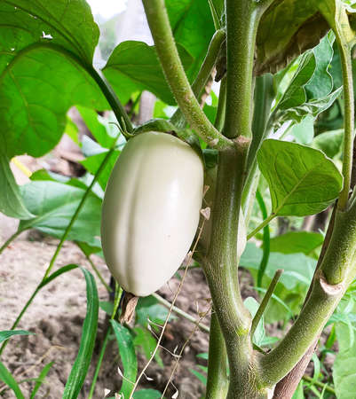 Good harvest of vegetables and fruits on the farm.の写真素材