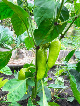 Good harvest of vegetables and fruits on the farm.の写真素材