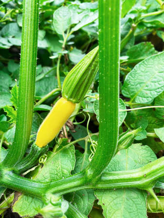 Good harvest of vegetables and fruits on the farm.の写真素材
