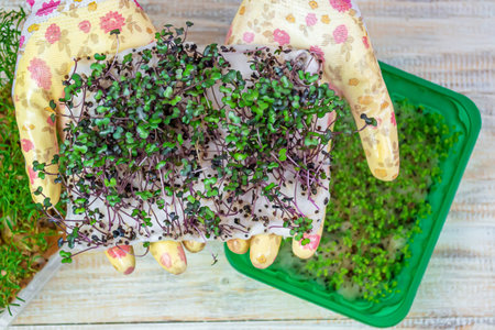Microgreen sprouts in hands. Nature. Selective focus.の写真素材