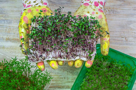 Microgreen sprouts in hands. Nature. Selective focus.の写真素材